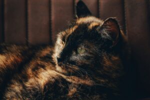 Arthritis-in-cats-treatment-pet-age-calculator
