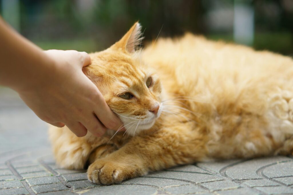 Arthritis in cats-treatment-pet-age-calculator