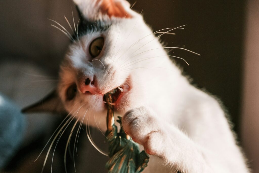 cat-dental-care-pet-age-calculator