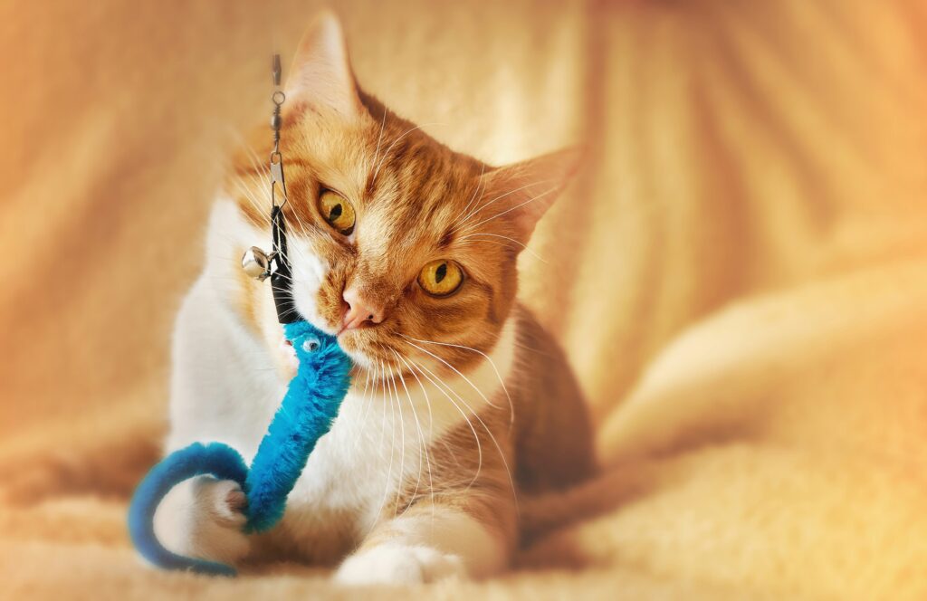cat-dental-care-vet-pet-age-calculator