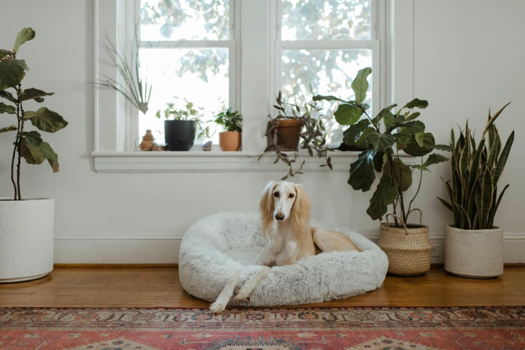 dog-bed-choice-pet-age-calculator