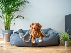 dog-bed-pet-age-calculator