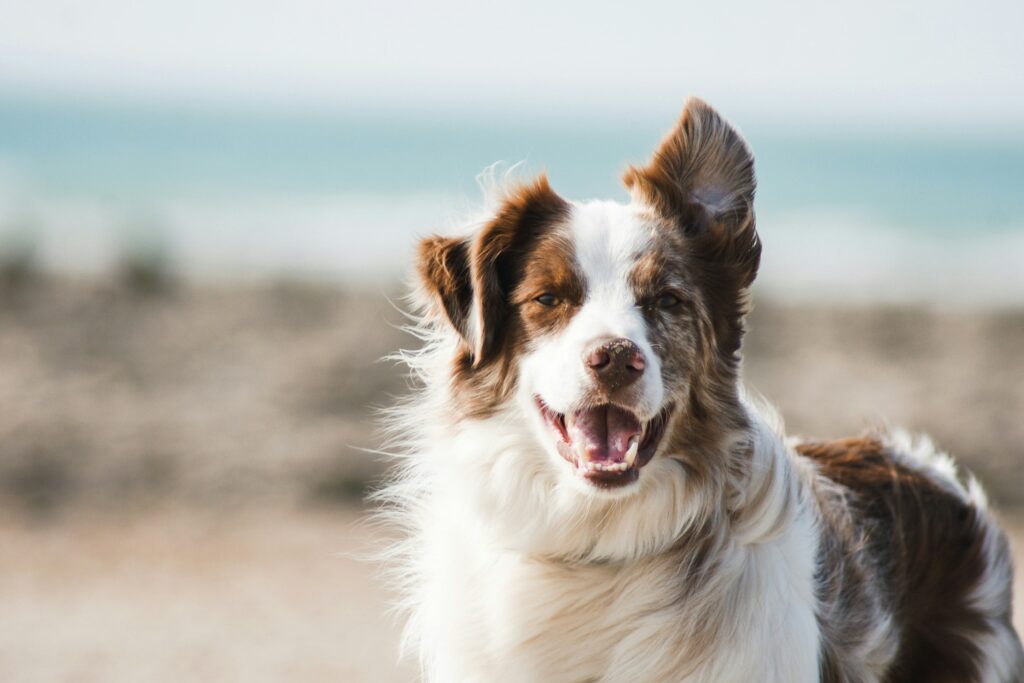 dog-food-for-senior-dog-pet-age-calculator