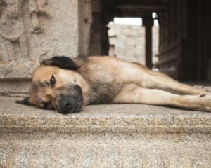 dog-health-problem-pet-age-calculator