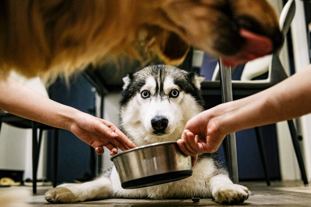 dog-health-sick-problem-pet-age-calculator