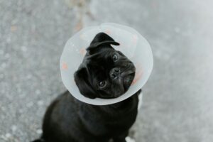 emergency-vet-pet-age-calculator