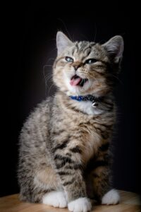 healthy-cat-pet-age-calculator