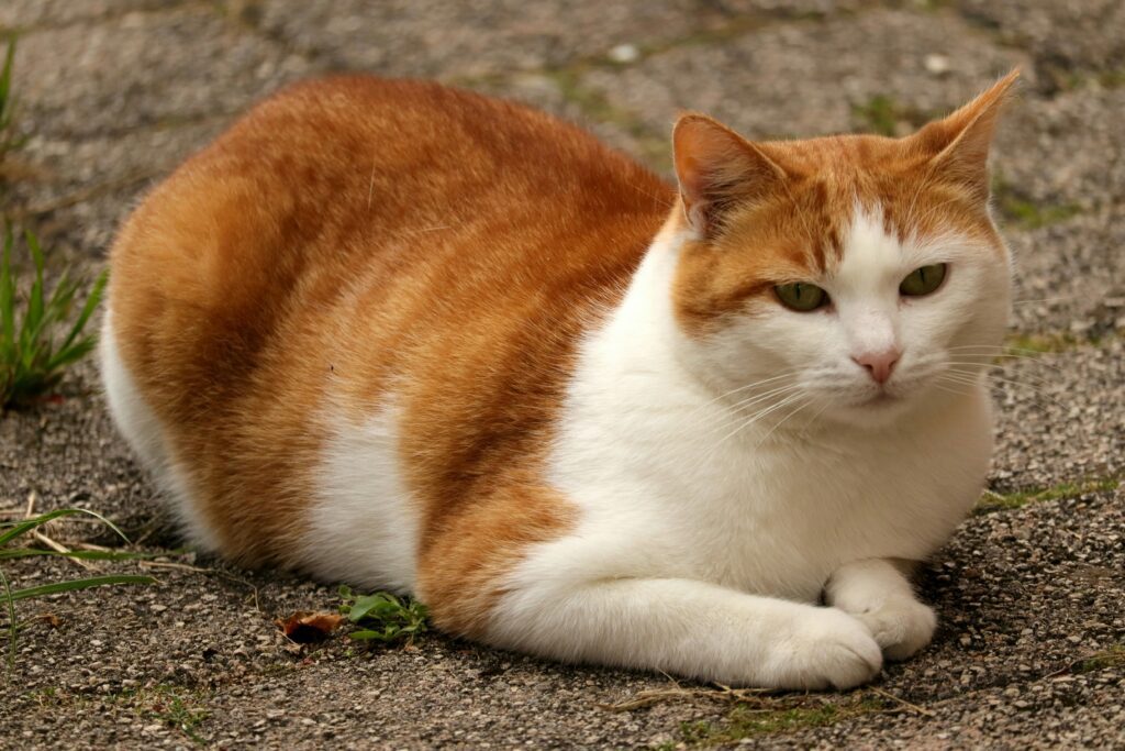 obess-cat-pet-age-calculator