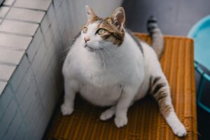 overweight-cat-pet-age-calculator