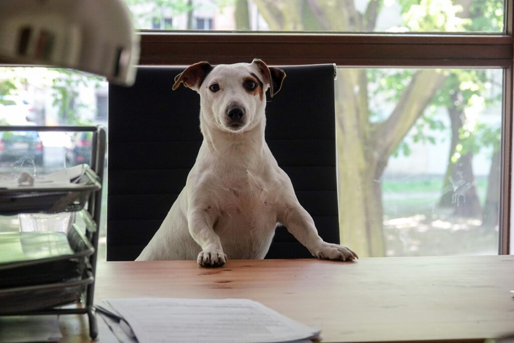 pet-insurance-free-pet-age-calculator