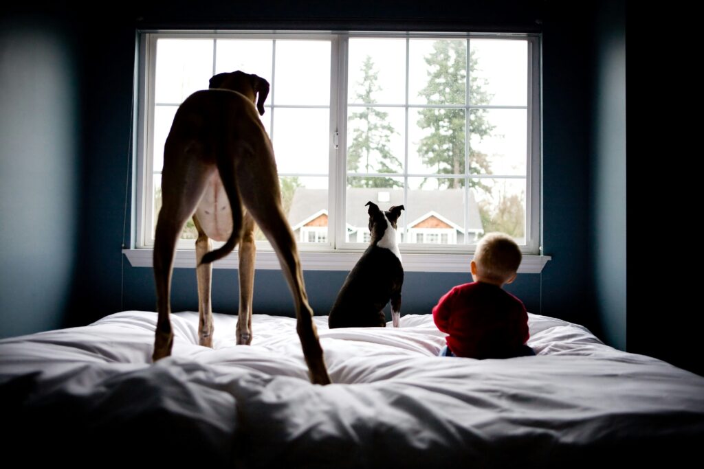 pet-insurance-pet-age-calculator