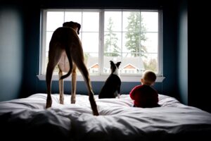 pet-insurance-pet-age-calculator