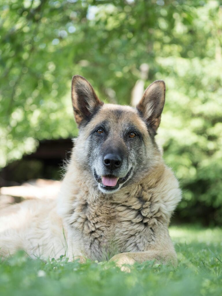 senior-dog-food-pet-age-calculator