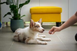 supplement-for-dog-pet-age-calculator