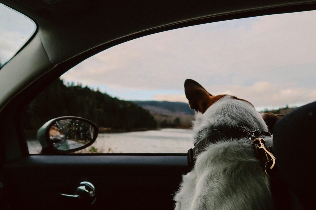travel-with-pet-buddy-pet-age-calculator