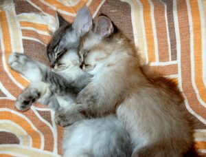 vaccination-for-kitten-pet-age-calculator