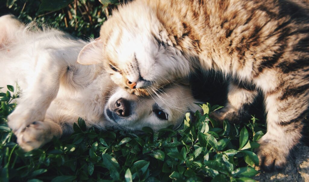 vaccination-for-puppies-pet-age-calculator