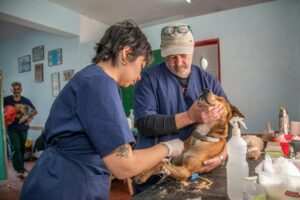 vet-costs-daily-pet-age-calculator